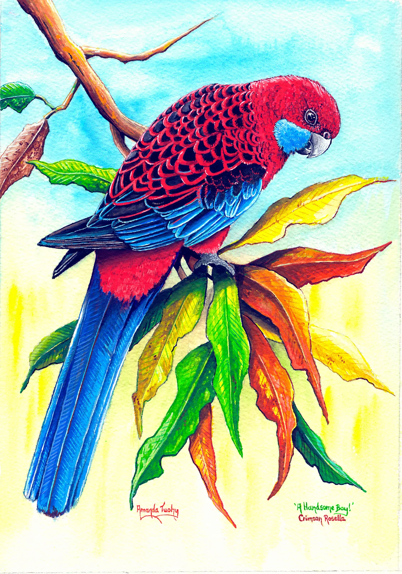 A crimson rosella, deep red with blue cheeks, a black and red scalloped back and a long blue tail, perches on a spray of green, yellow and orange gum leaves against a pale blue and yellow wash.