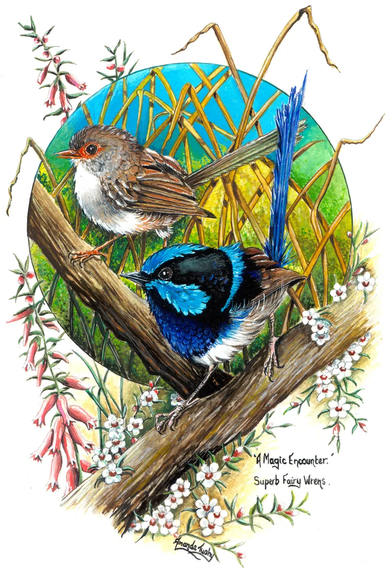 Two wrens on a branch: a brown female with an orange-red face above and a blue and black male with a long upright tail below, in a blue and green circle framed by pink and white heath flowers, on white paper.