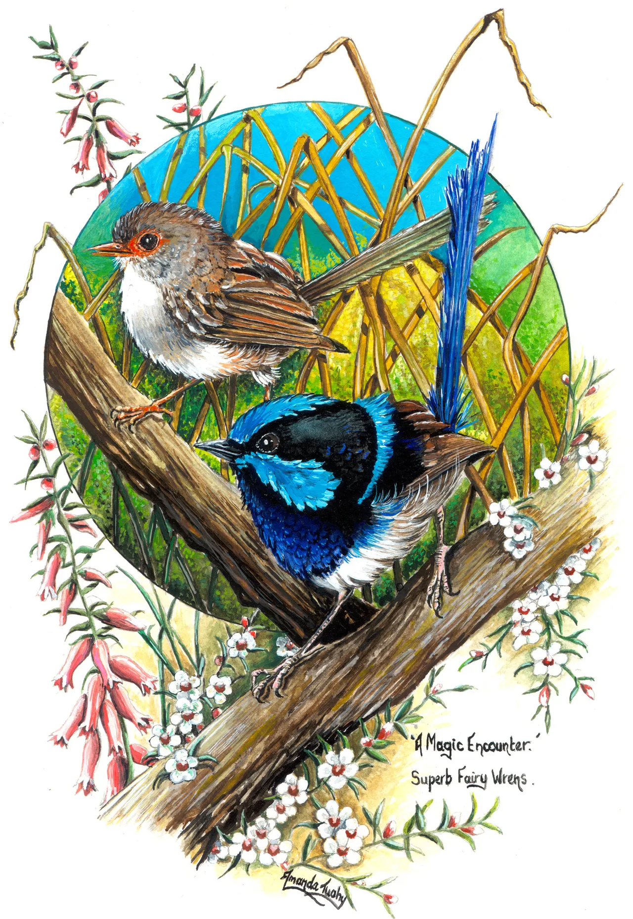 Two wrens on a branch: a brown female with an orange-red face above and a blue and black male with a long upright tail below, in a blue and green circle framed by pink and white heath flowers, on white paper.