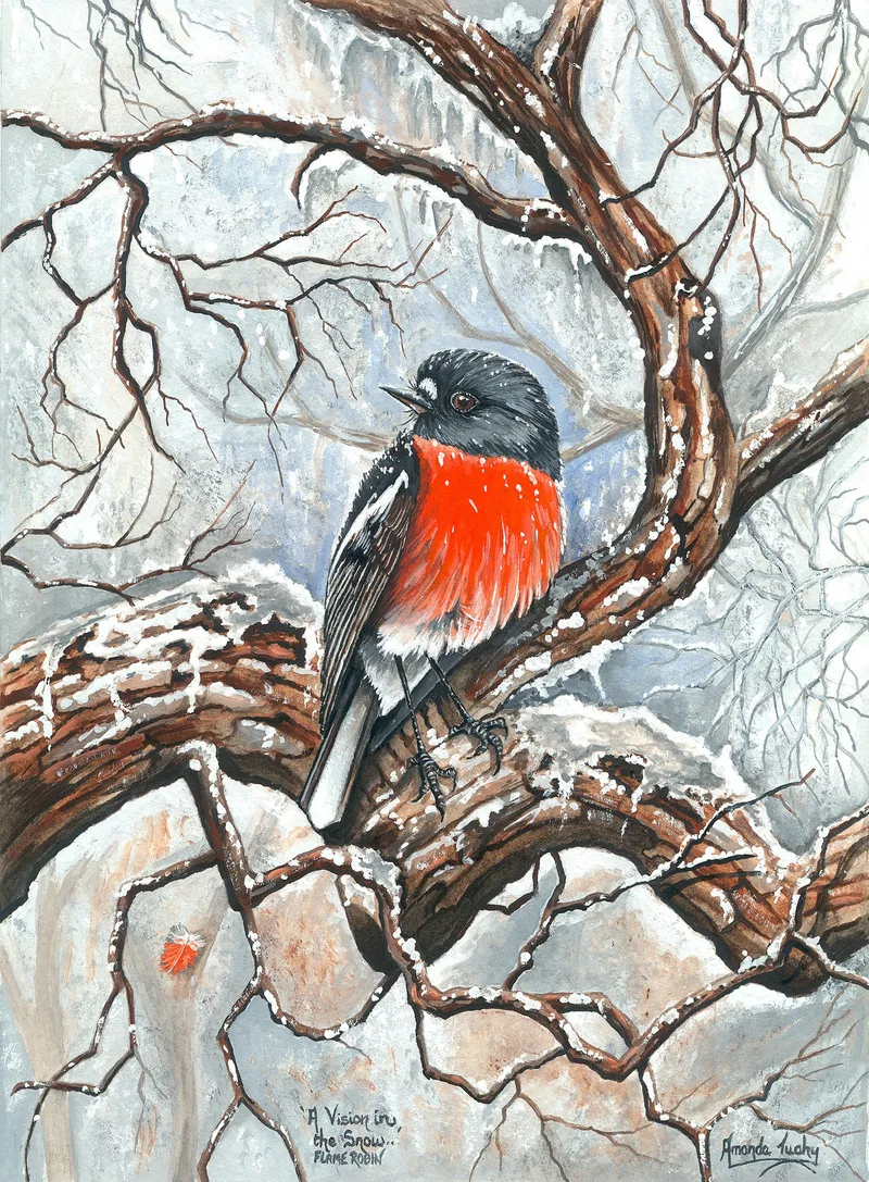 A flame robin with a dark grey head and back and a bright orange-red breast perches on a snow-dusted branch among bare, twisting twigs in a pale grey winter wood.