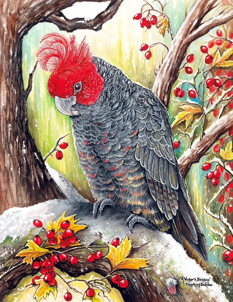 A gang-gang cockatoo, grey with a bright red head and curly crest, perches on a snow-covered branch among red berries and yellow leaves in a winter wood.