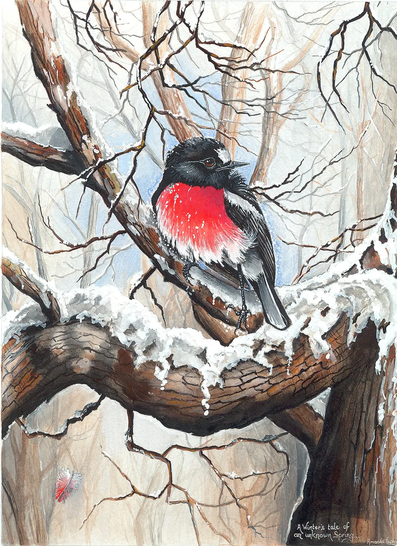 A scarlet robin, black-headed with a bright red breast, sits on a snow-dusted branch in a pale, wintry bush.