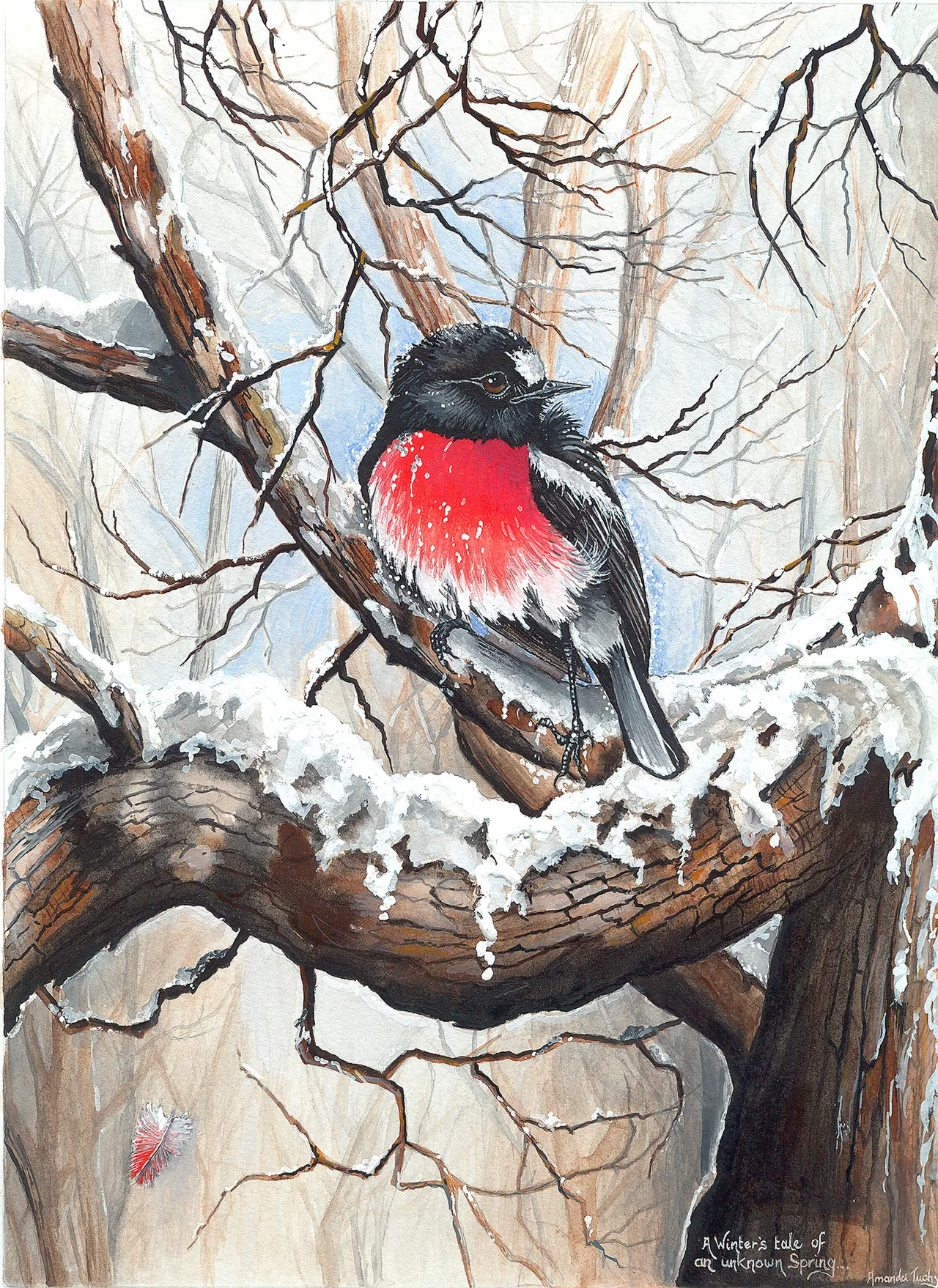 A scarlet robin, black-headed with a bright red breast, sits on a snow-dusted branch in a pale, wintry bush.