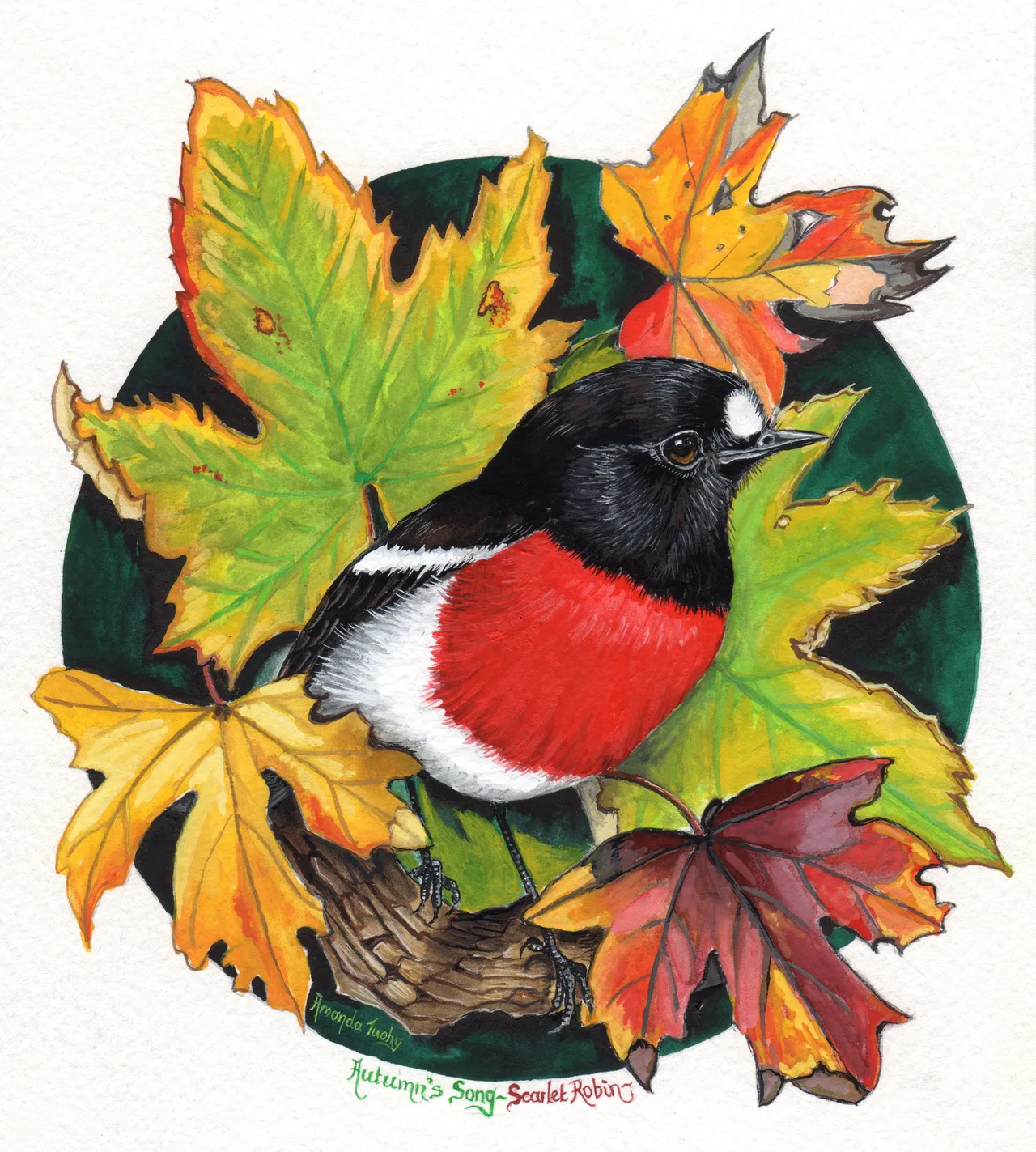 A scarlet robin with a black head and back, a white forehead spot and a bright red breast perches among yellow, green and red autumn leaves, set in a dark green circle on white paper.