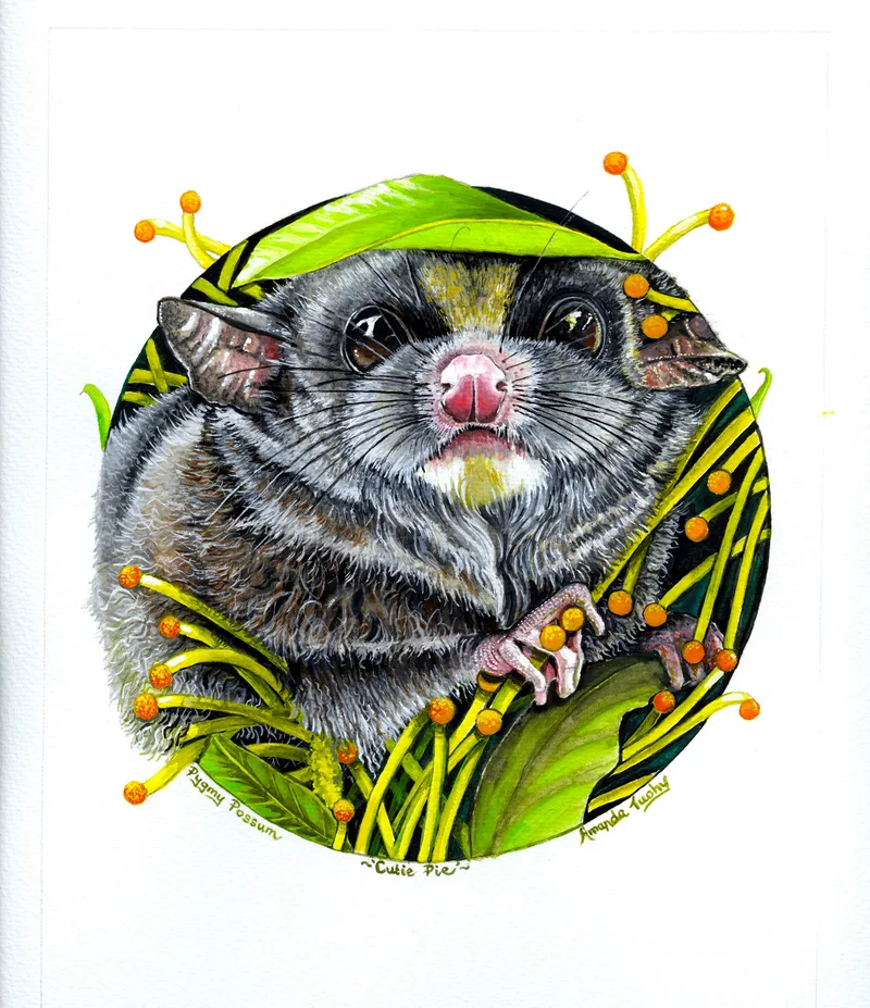 A pygmy possum with large dark eyes and a pink nose peers out of a circle of green leaves and yellow stems with orange tips, on white paper.