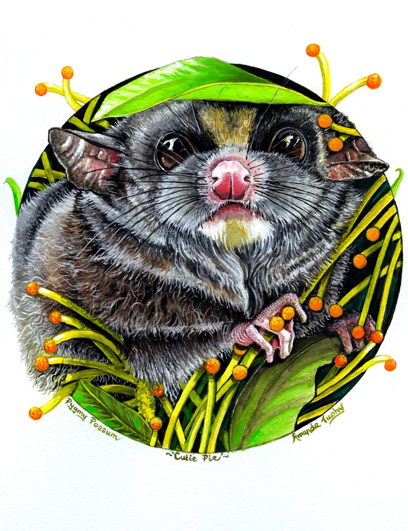 A pygmy possum with large dark eyes and a pink nose peers out of a circle of green leaves and yellow stems with orange tips, on white paper.