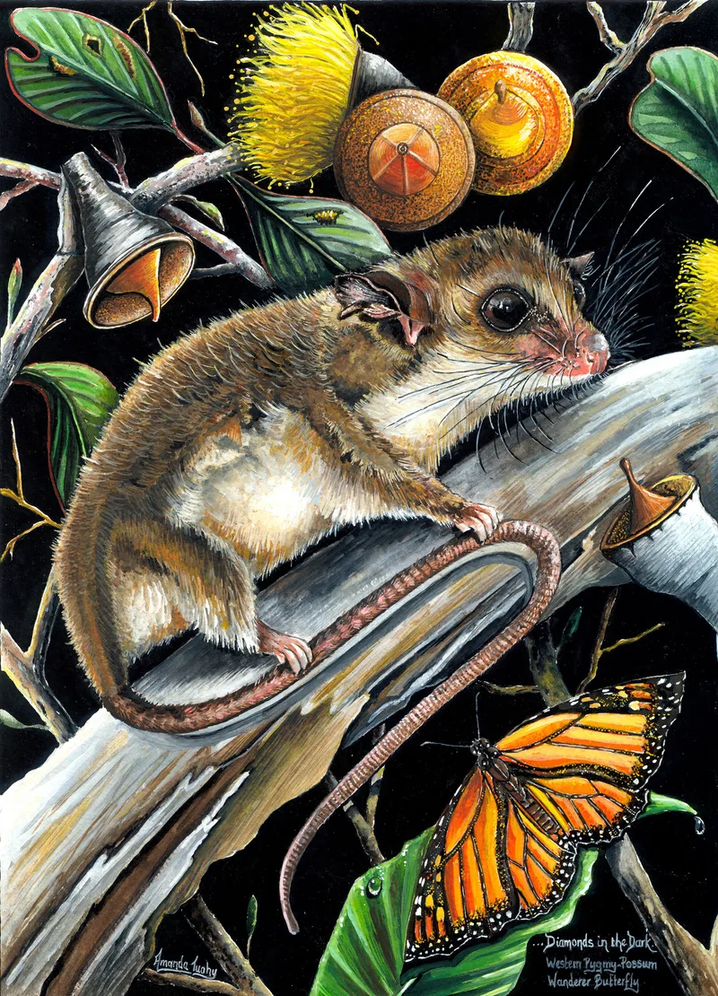 A western pygmy possum with large dark eyes and a long curled tail creeps along a pale branch among gumnuts and yellow gum blossoms, with an orange and black butterfly below, against a black background.