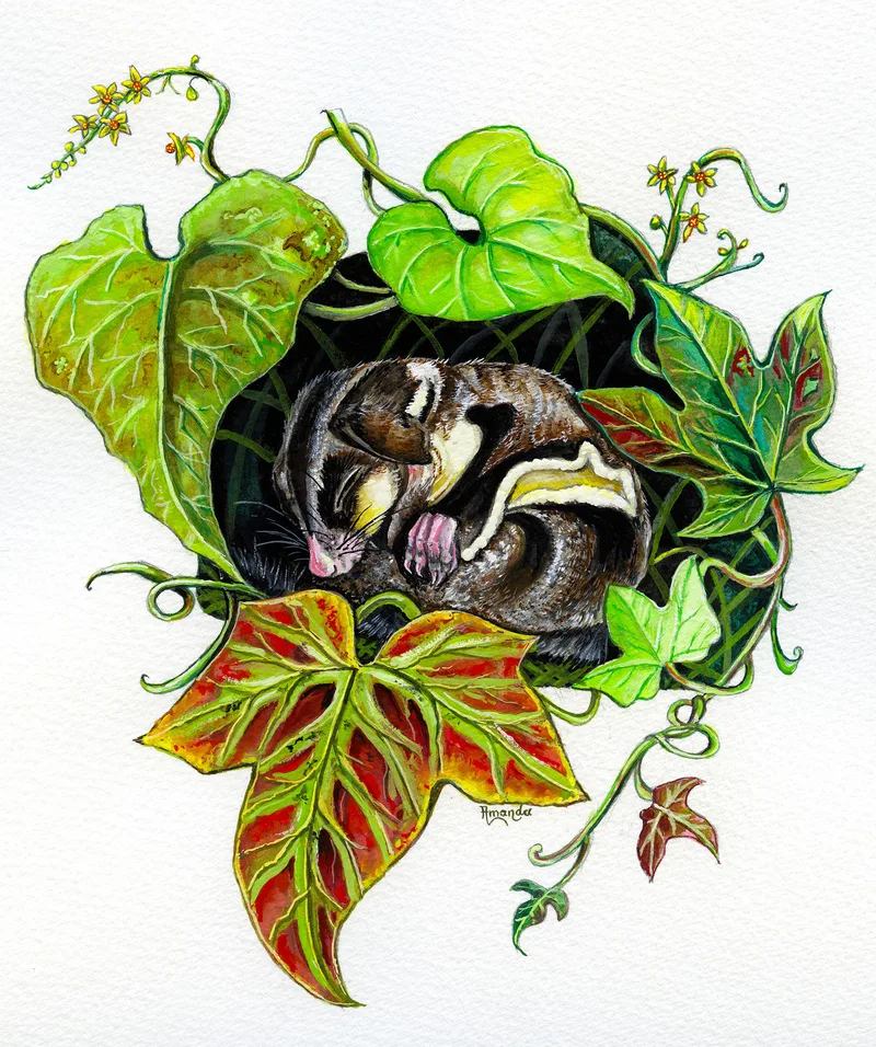 A small glider with dark brown fur and cream markings sleeps curled in a dark hollow, framed by large green and red-veined leaves and tendrils with tiny yellow flowers, on white paper.