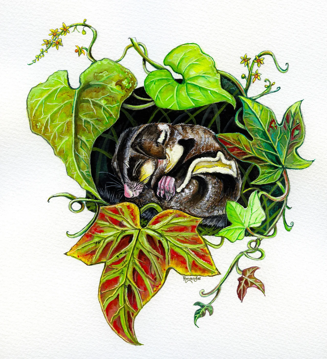A small glider with dark brown fur and cream markings sleeps curled in a dark hollow, framed by large green and red-veined leaves and tendrils with tiny yellow flowers, on white paper.