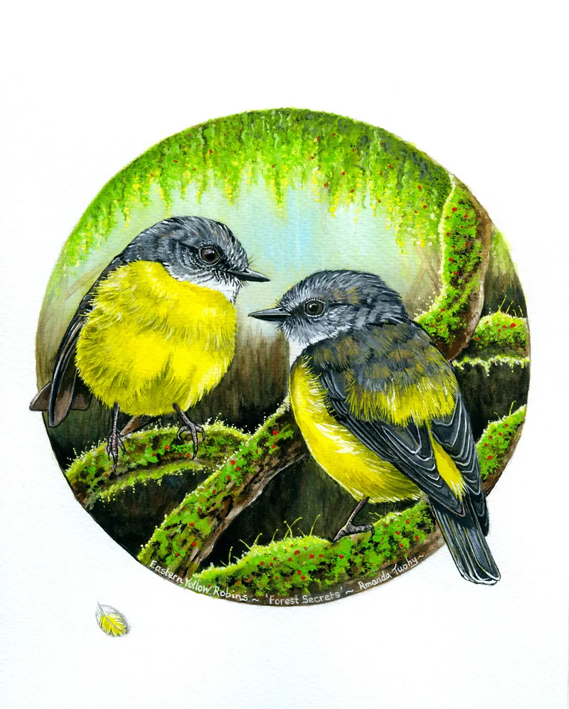 Two eastern yellow robins, grey above and bright yellow below, perch face to face on mossy branches in a circle of hanging green moss, on white paper.
