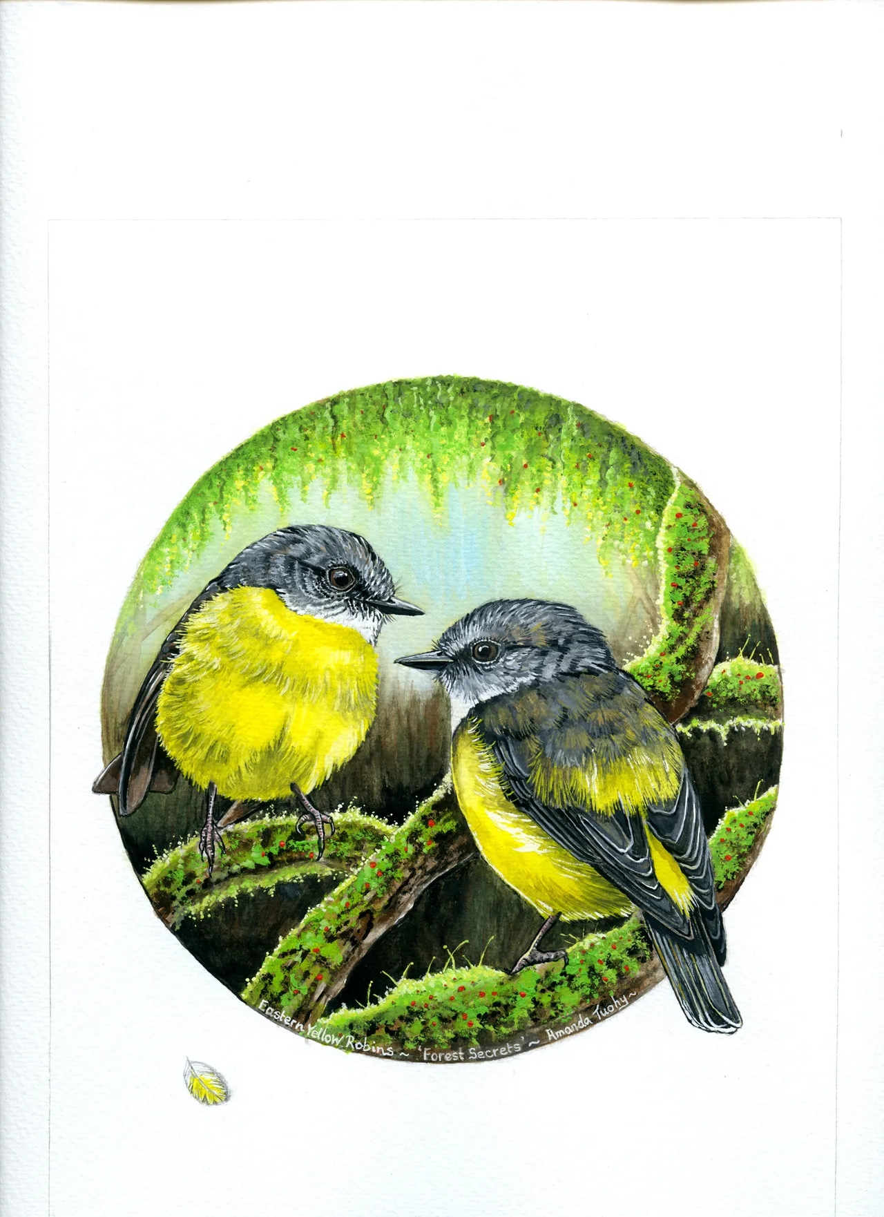 Two eastern yellow robins, grey above and bright yellow below, perch face to face on mossy branches in a circle of hanging green moss, on white paper.