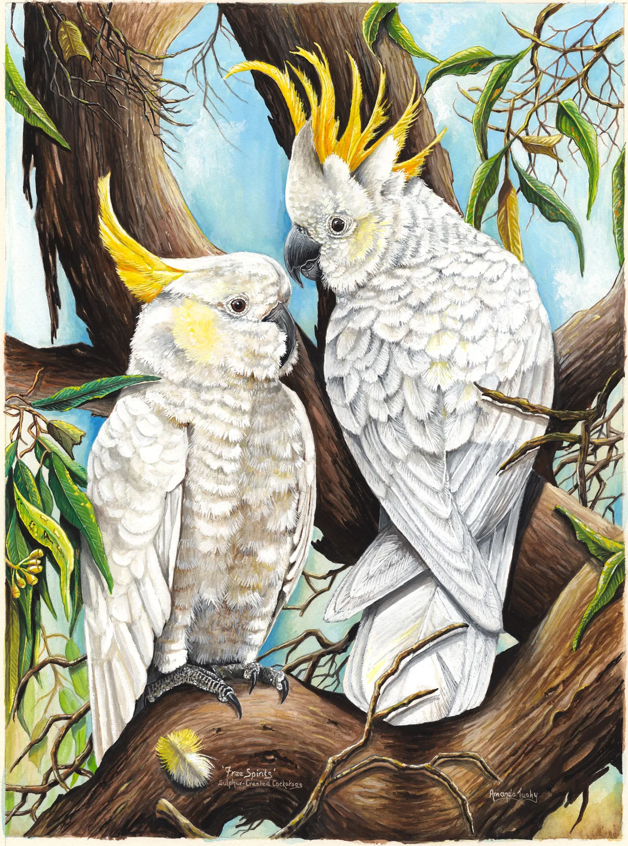 Two sulphur-crested cockatoos, white with yellow crests, perch face to face on a thick gum branch, one with its crest raised, against a blue sky with gum leaves and a fallen yellow-tipped feather.