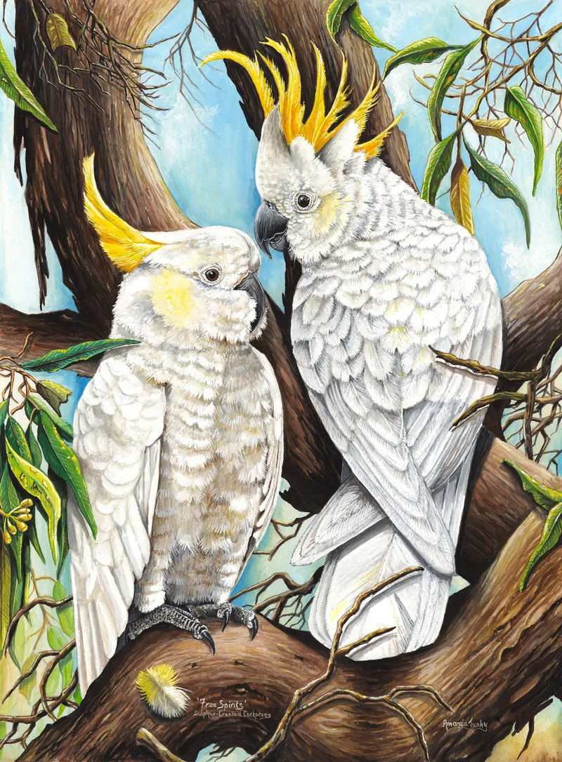 Two sulphur-crested cockatoos, white with yellow crests, perch face to face on a thick gum branch, one with its crest raised, against a blue sky with gum leaves and a fallen yellow-tipped feather.