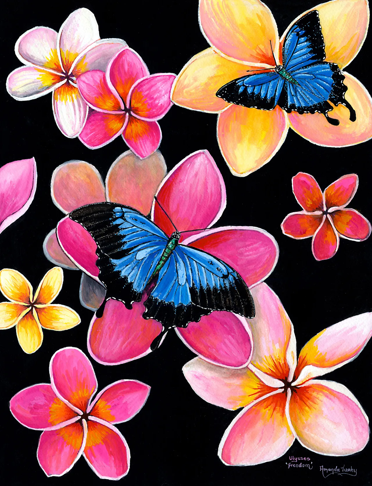 Two blue and black Ulysses butterflies rest on pink, yellow and white frangipani flowers scattered across a black background.