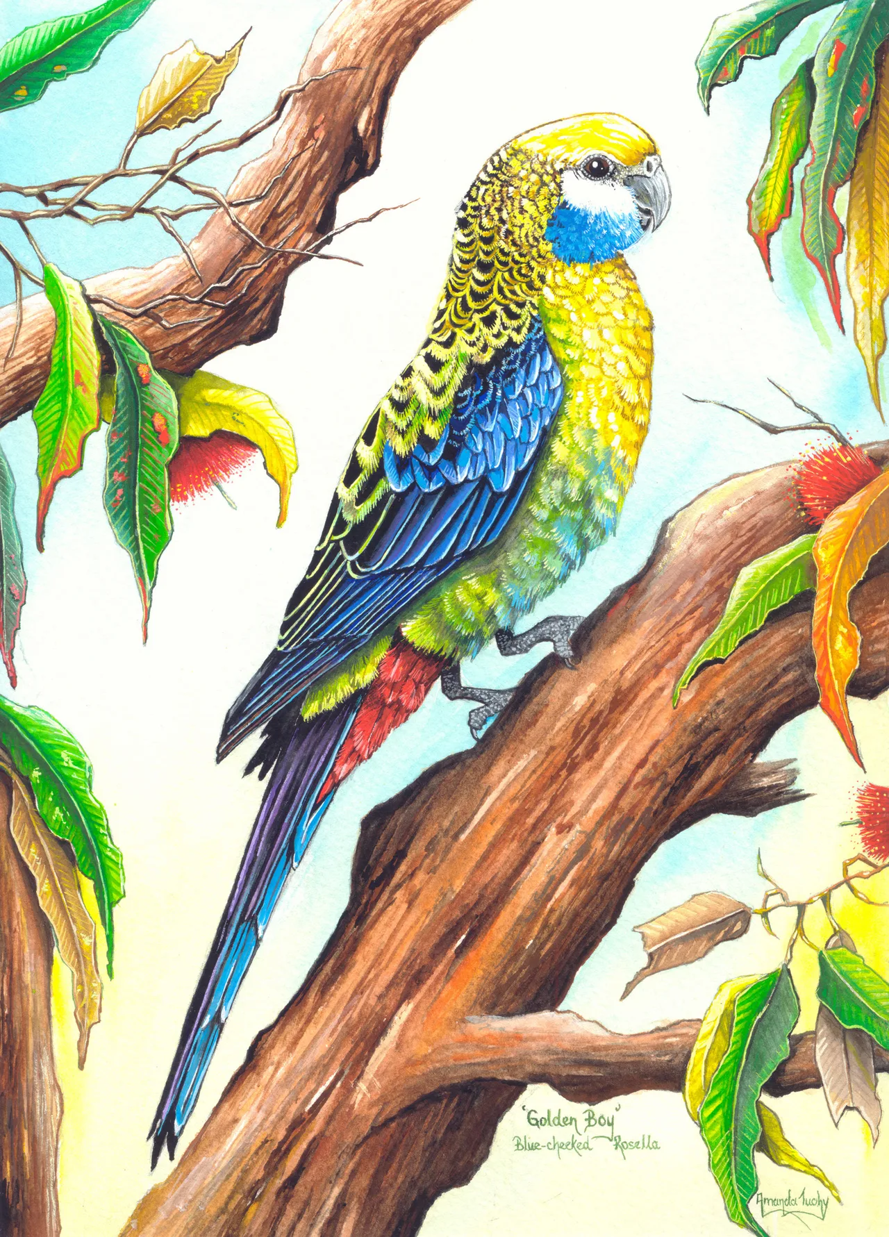 A blue-cheeked rosella with a pale yellow head, blue cheek patch and yellow-green scalloped feathers perches on a gum branch among green and autumn leaves and red blossom, against a pale sky.