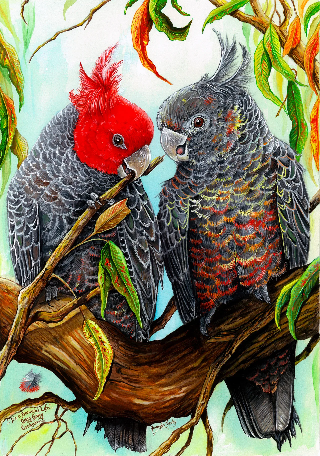 Two gang-gang cockatoos perch close together on a thick branch among gum leaves, one with a bright red head and crest nibbling a twig, the other grey with a grey crest.