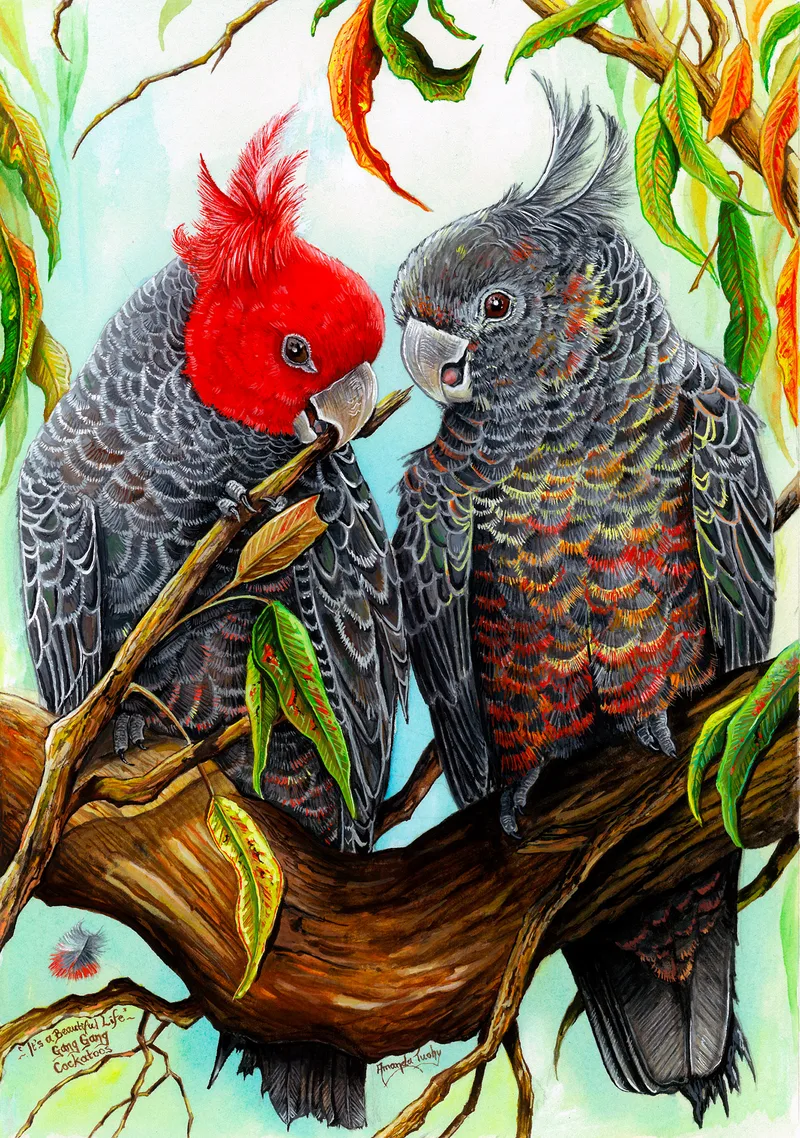 Two gang-gang cockatoos perch close together on a thick branch among gum leaves, one with a bright red head and crest nibbling a twig, the other grey with a grey crest.