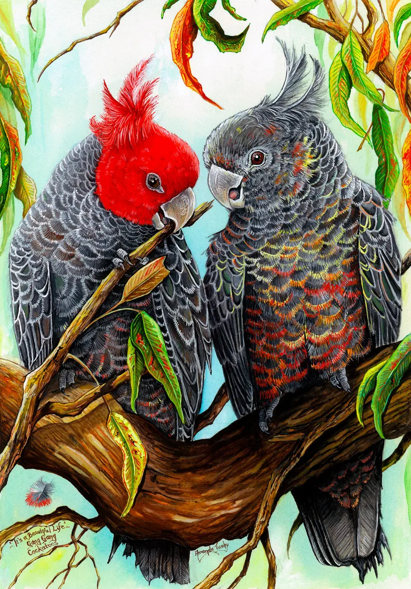 Two gang-gang cockatoos perch close together on a thick branch among gum leaves, one with a bright red head and crest nibbling a twig, the other grey with a grey crest.
