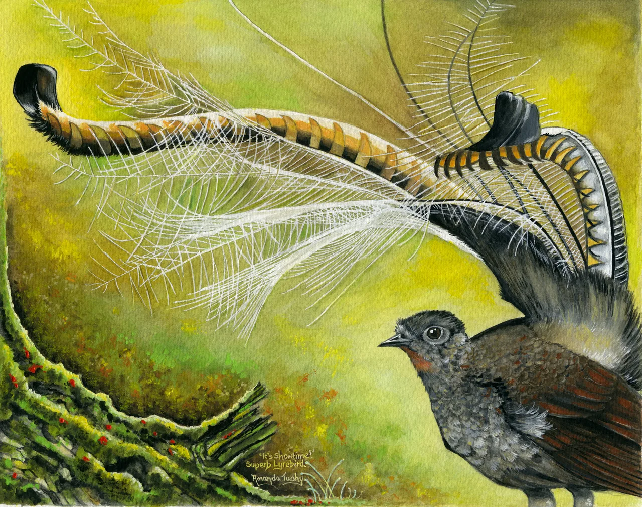 A lyrebird displays its tail, a fan of fine silvery-white plumes and two striped, curving outer feathers arched over its back, beside a mossy log against a golden green background.