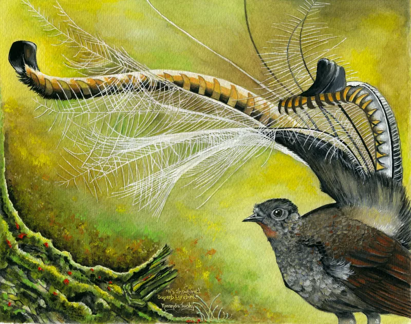 A lyrebird displays its tail, a fan of fine silvery-white plumes and two striped, curving outer feathers arched over its back, beside a mossy log against a golden green background.