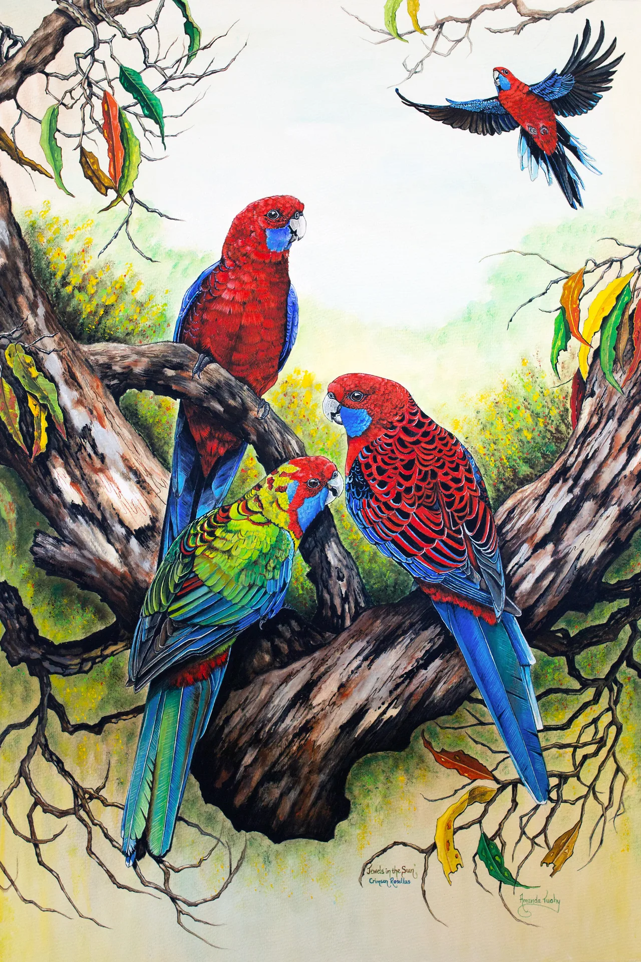 Four crimson rosellas in an old gum tree: two red with blue cheeks and a young green and red bird perched on its branches, and another flying in at the top right, among gum leaves and yellow wattle.