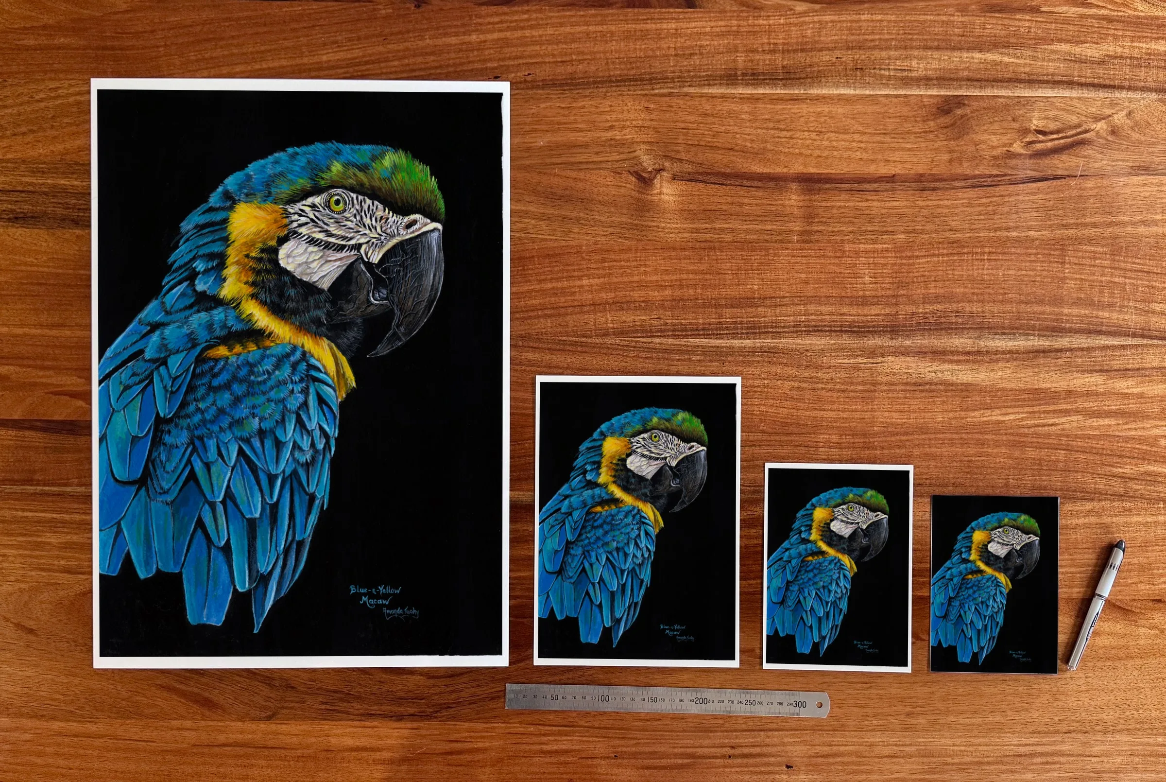 Macaw Study 1 at each available size: A2 (420 × 594 mm), A4, A5 and 5 × 7 in (127 × 178 mm), beside a 30 cm ruler.
