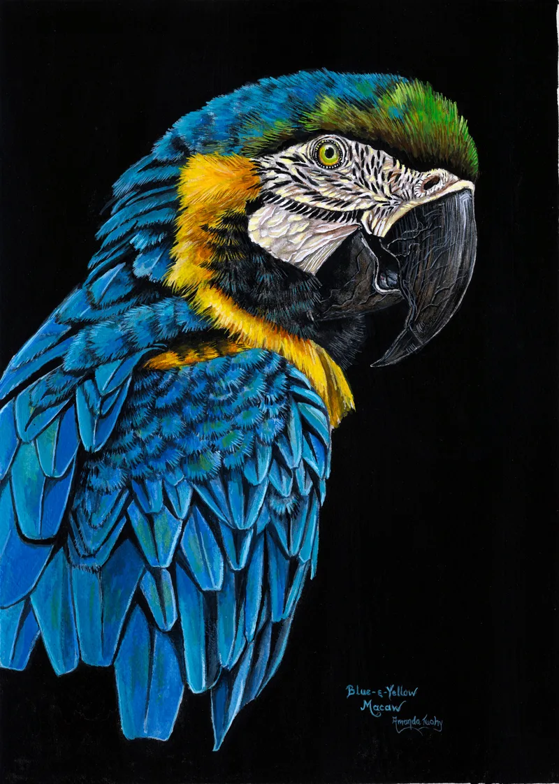 A blue-and-yellow macaw seen over its shoulder, with a white, finely lined face, a green crown, a dark hooked beak and blue wings, against a black background.
