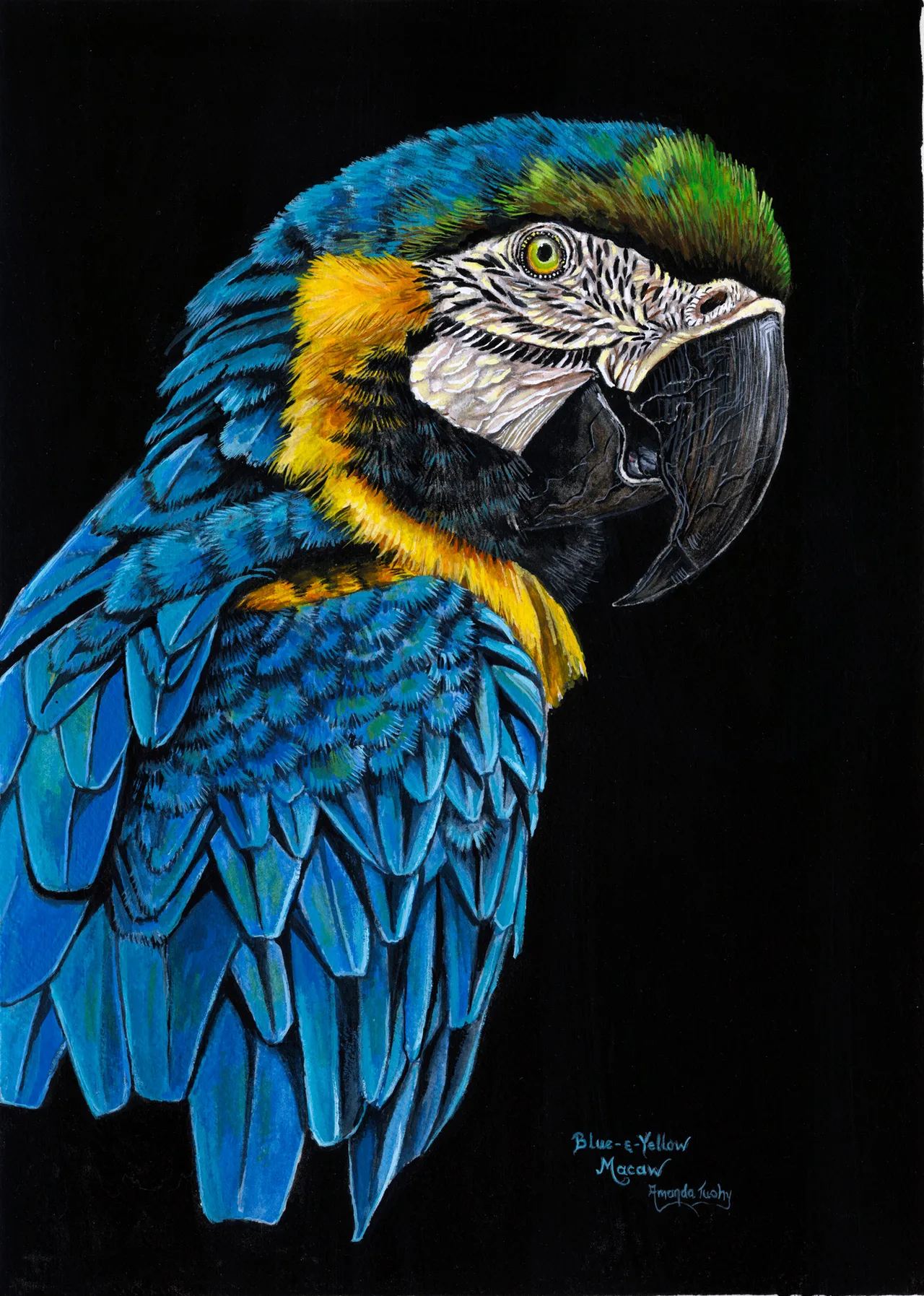 A blue-and-yellow macaw seen over its shoulder, with a white, finely lined face, a green crown, a dark hooked beak and blue wings, against a black background.