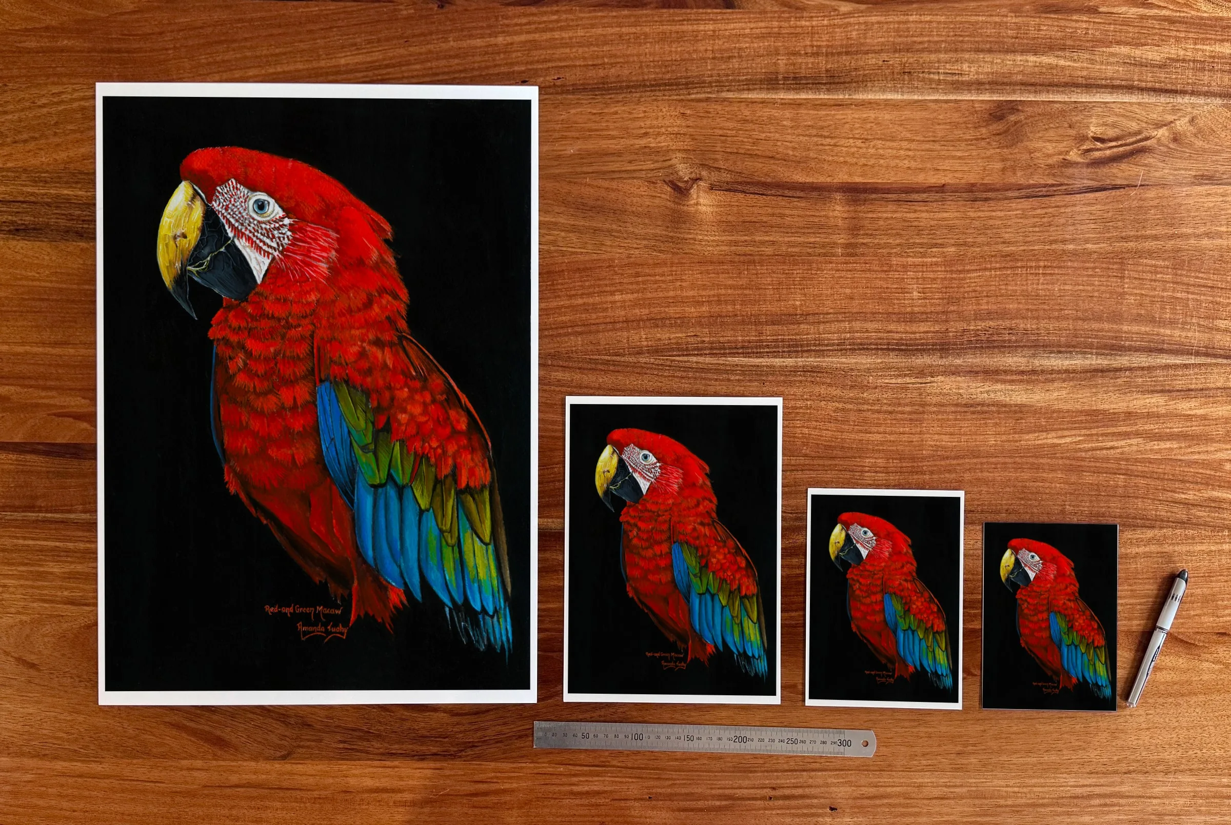 Macaw Study 2 at each available size: A2 (420 × 594 mm), A4, A5 and 5 × 7 in (127 × 178 mm), beside a 30 cm ruler.
