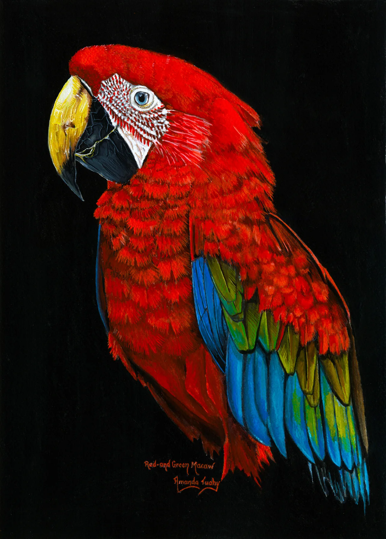 A red-and-green macaw seen side-on, bright red with a pale upper beak, a white face lined with tiny red feathers, and green and blue wing feathers, against a black background.