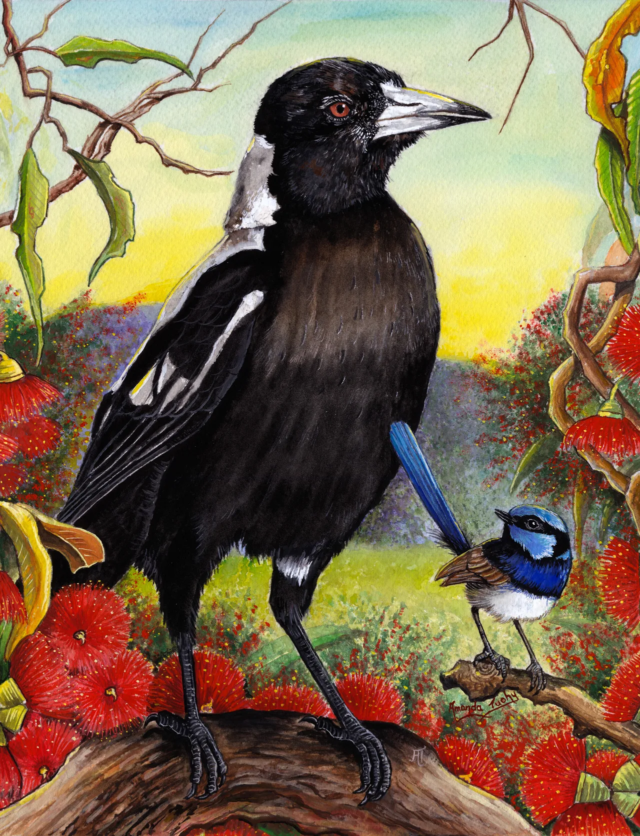 An Australian magpie stands on a branch among red flowering gums, with a small superb fairy-wren near its tail and hills behind.