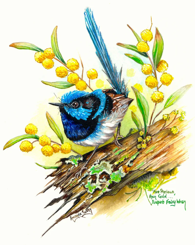 A wren with a bright blue and black head and a long, upright tail perches on a lichen-covered log among golden wattle blossom, on white paper.