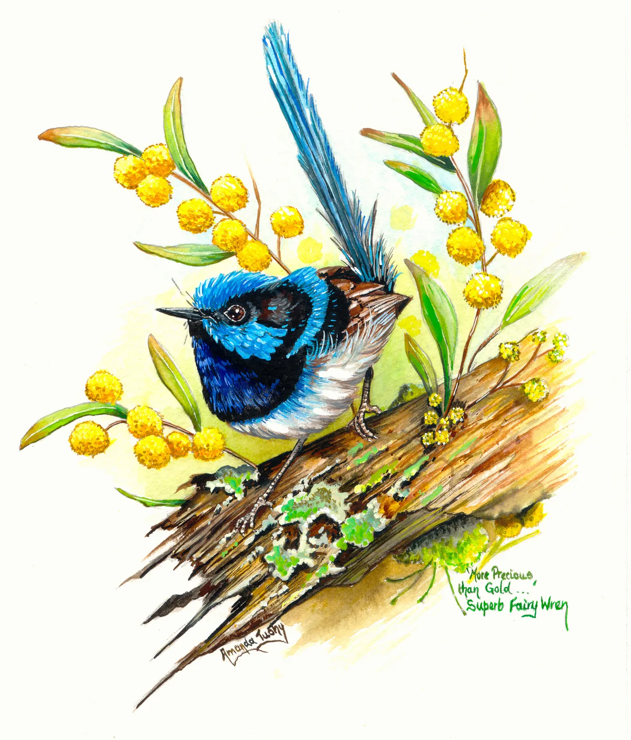 A wren with a bright blue and black head and a long, upright tail perches on a lichen-covered log among golden wattle blossom, on white paper.