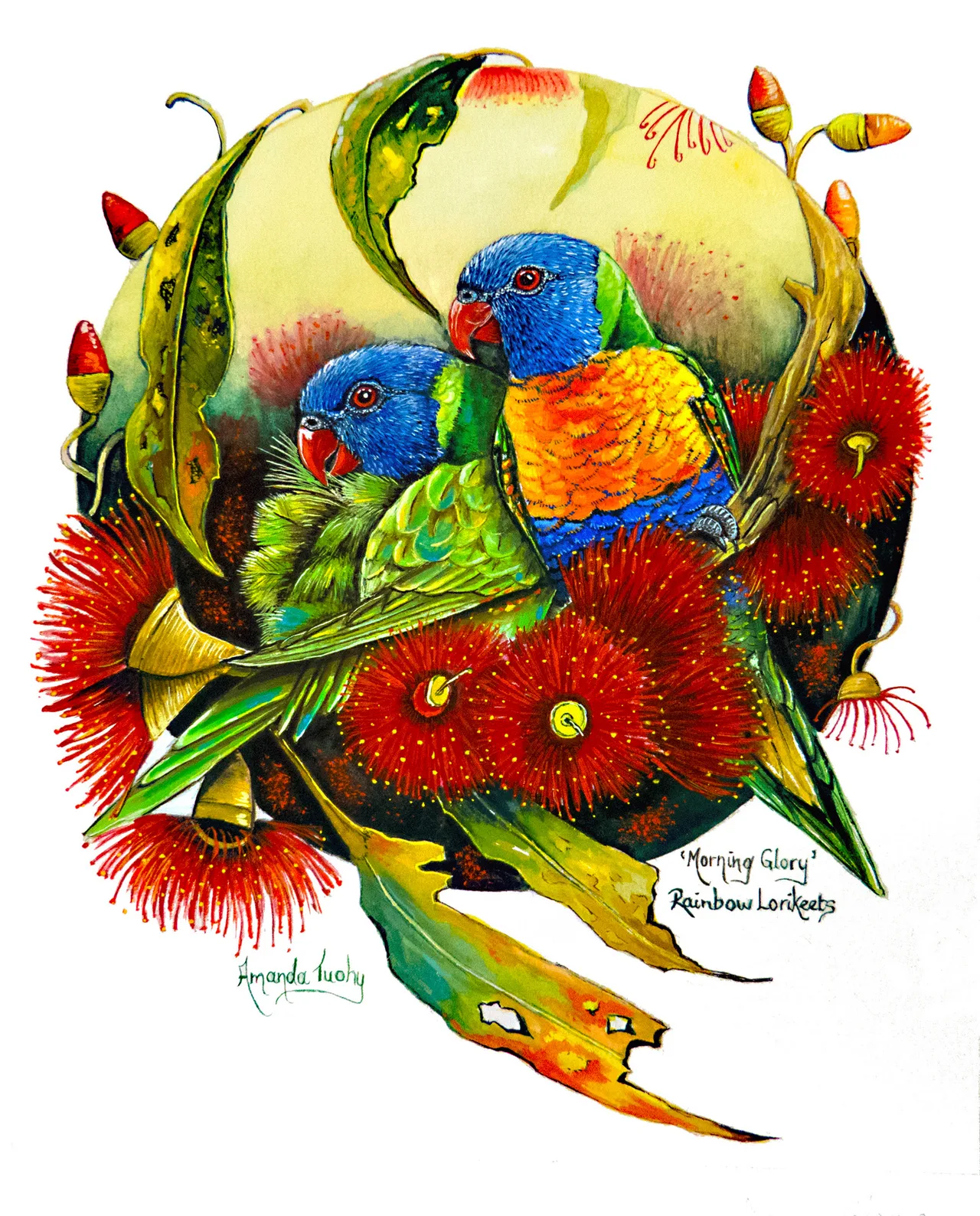 Two rainbow lorikeets with blue heads, red beaks and green and orange plumage nestle among red gum blossoms and gumnuts in a pale yellow circle, on white paper.