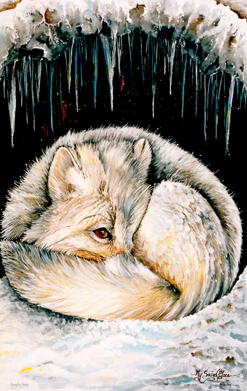 An arctic fox with a pale cream coat and an amber eye lies curled in a snowy den with its tail wrapped around it, beneath a ledge of snow hung with icicles, against a dark background.