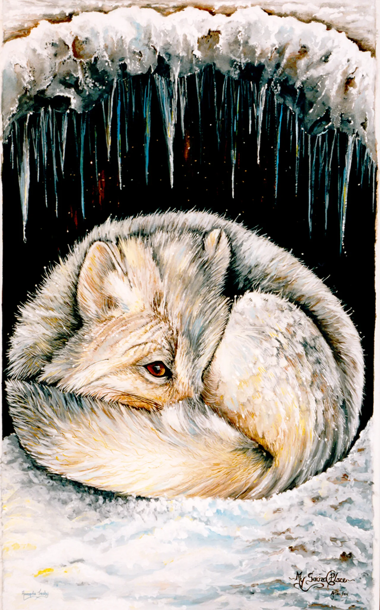 An arctic fox with a pale cream coat and an amber eye lies curled in a snowy den with its tail wrapped around it, beneath a ledge of snow hung with icicles, against a dark background.