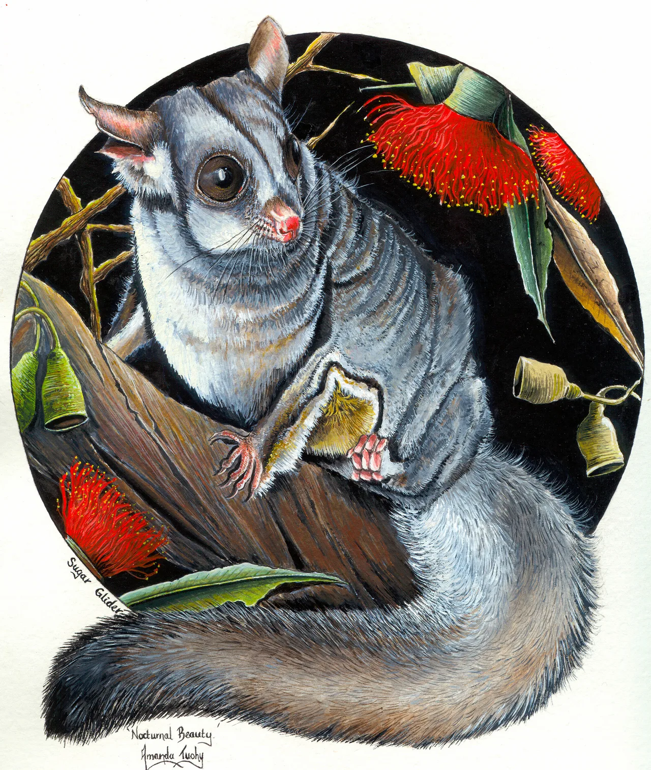 A sugar glider with large dark eyes and soft grey and white fur sits on a gum branch, its bushy tail curled below it, among red gum blossoms and gumnuts in a black circle, on white paper.