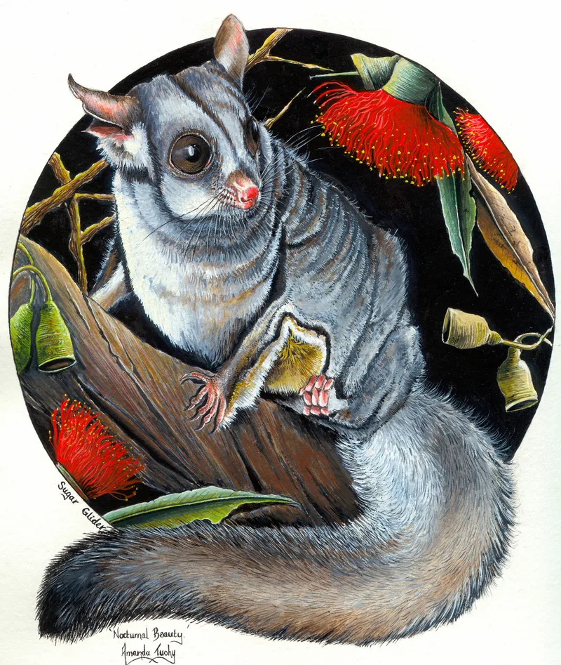 A sugar glider with large dark eyes and soft grey and white fur sits on a gum branch, its bushy tail curled below it, among red gum blossoms and gumnuts in a black circle, on white paper.