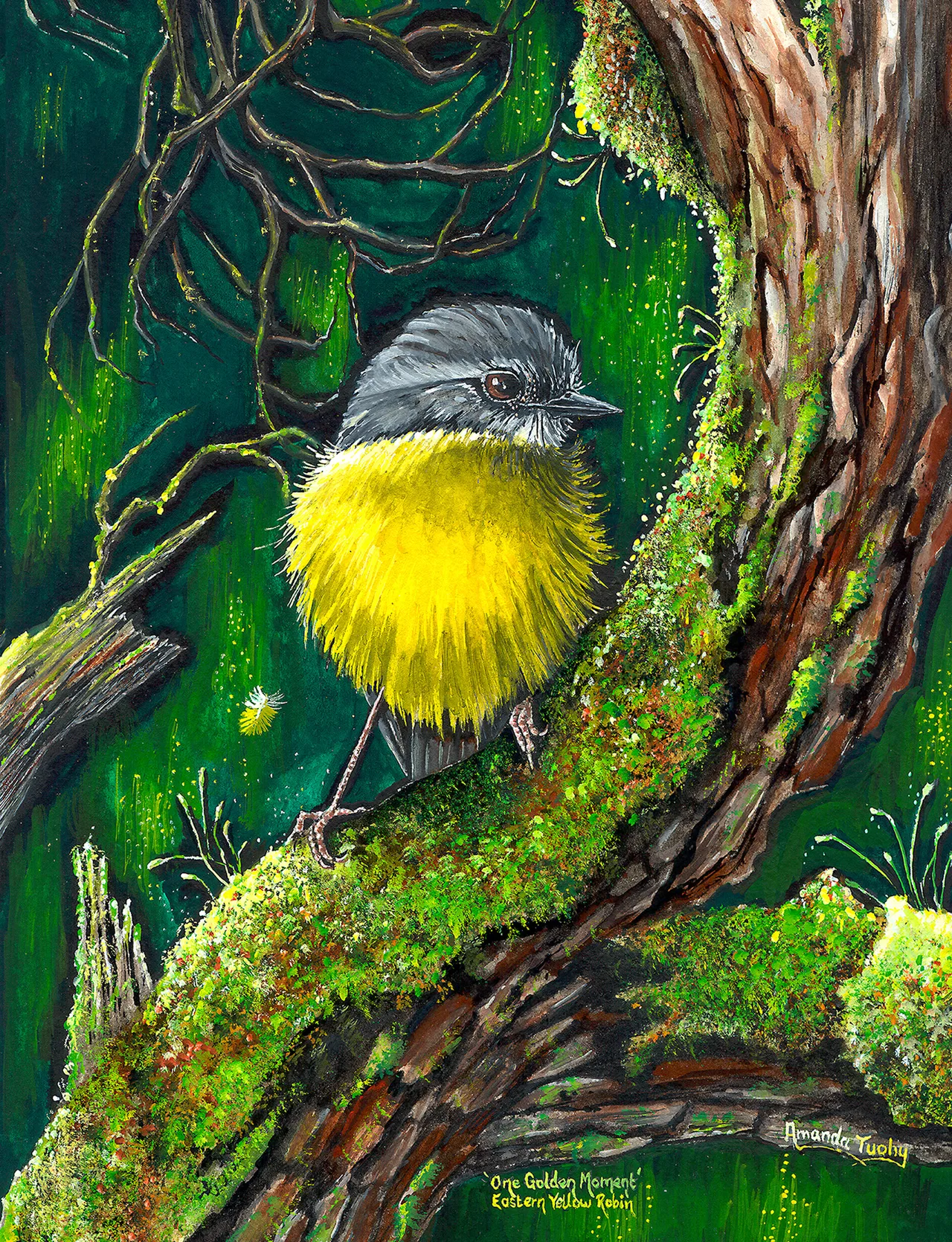An eastern yellow robin with a grey head and a fluffed, bright yellow breast perches on a mossy branch beside an old tree trunk, in a deep green forest.