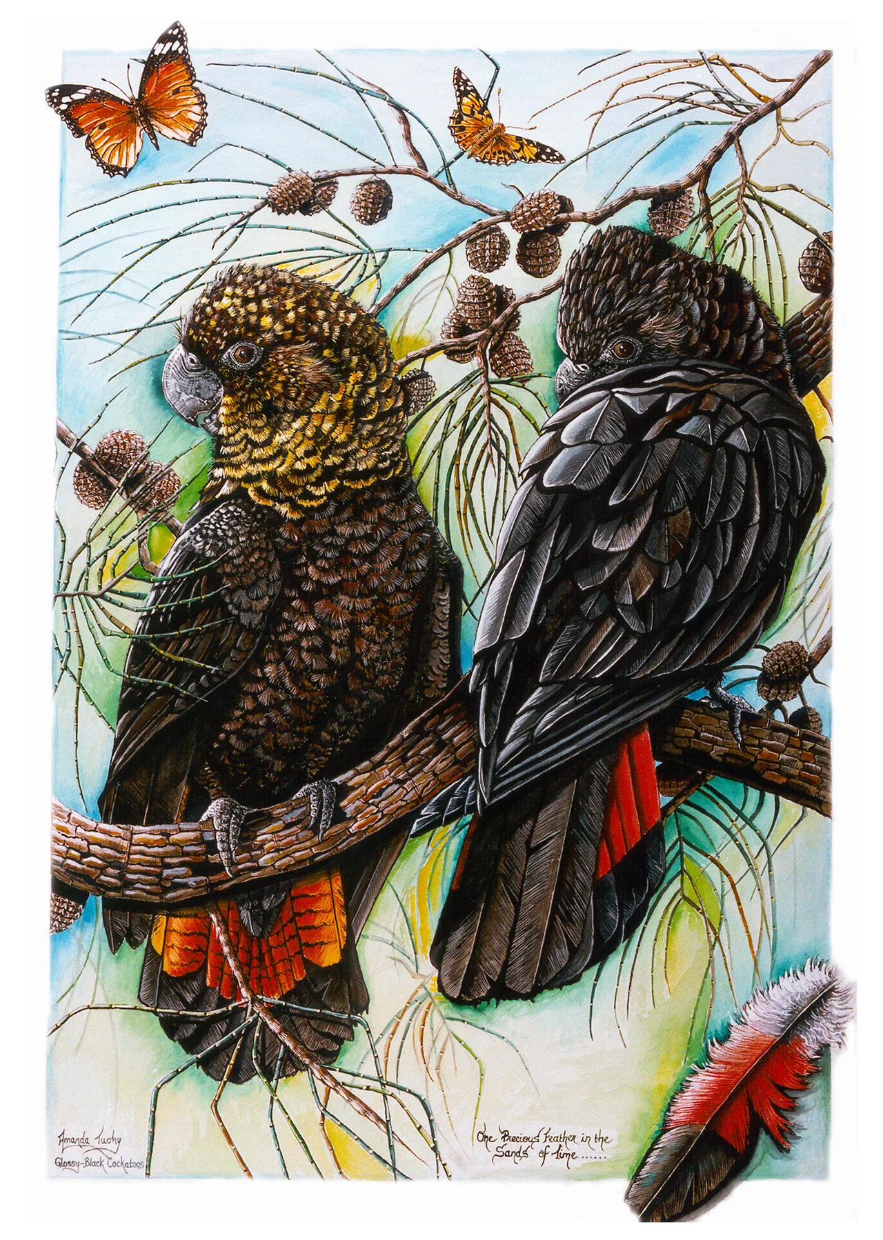 Two glossy black cockatoos perch on a branch among she-oak needles and cones, one with a yellow-flecked brown head, both with red tail feathers, with two orange butterflies above and a red-banded feather below.