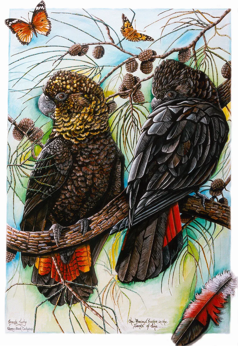 Two glossy black cockatoos perch on a branch among she-oak needles and cones, one with a yellow-flecked brown head, both with red tail feathers, with two orange butterflies above and a red-banded feather below.