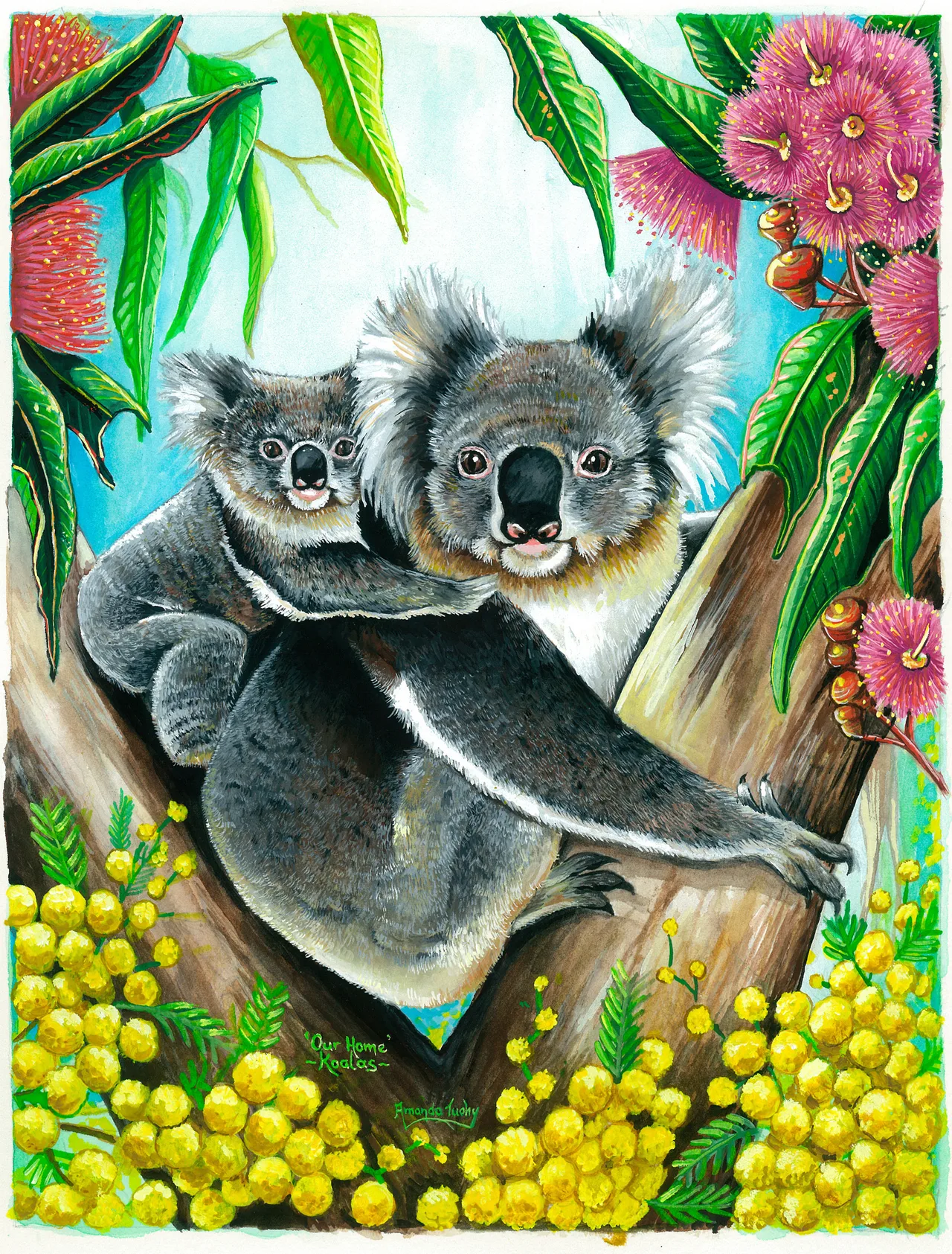 A koala with a baby on its back sits in the fork of a gum tree, among pink gum blossoms, green leaves and golden wattle.