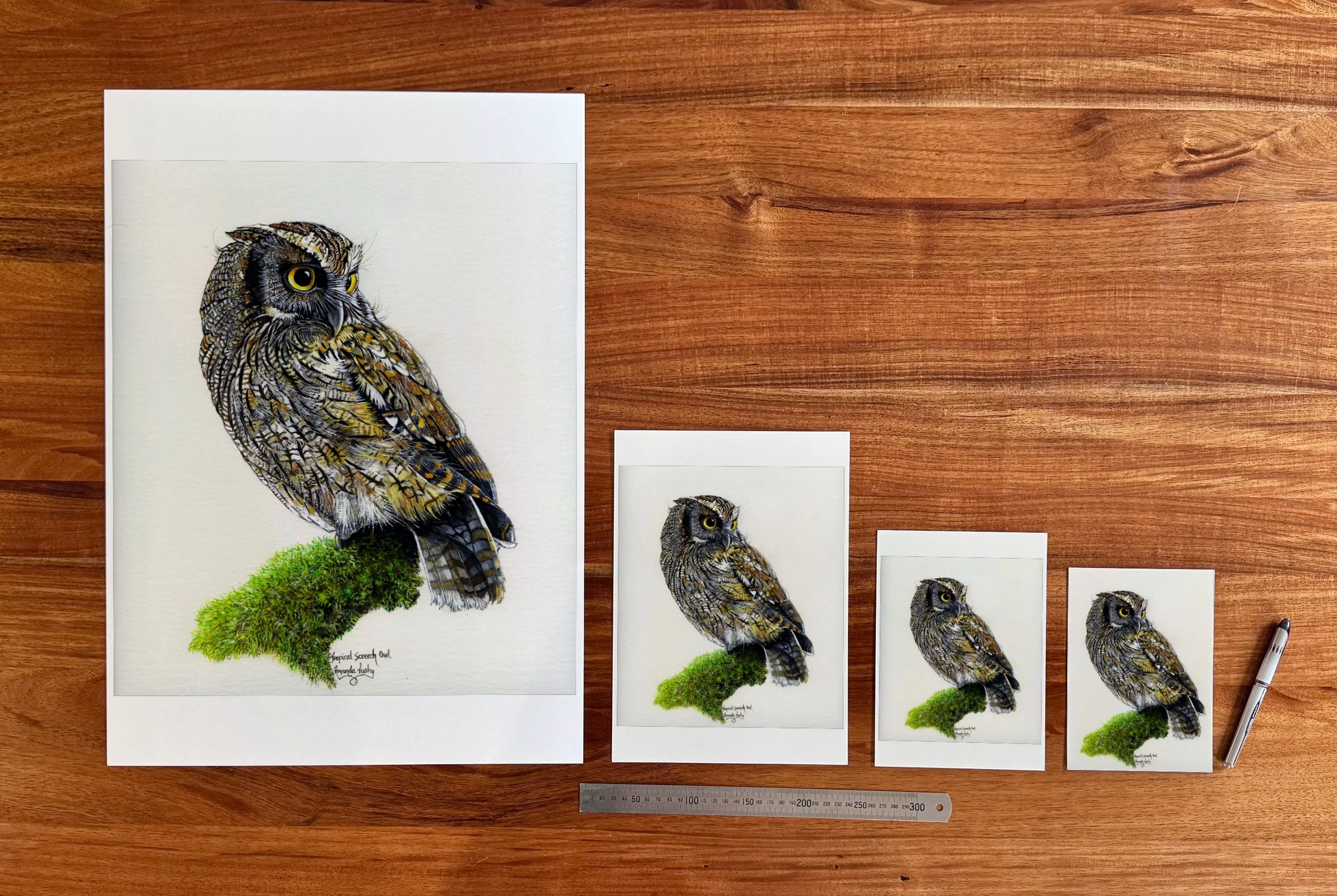 Owl Study 1 at each available size: A2 (420 × 594 mm), A4, A5 and 5 × 7 in (127 × 178 mm), beside a 30 cm ruler.