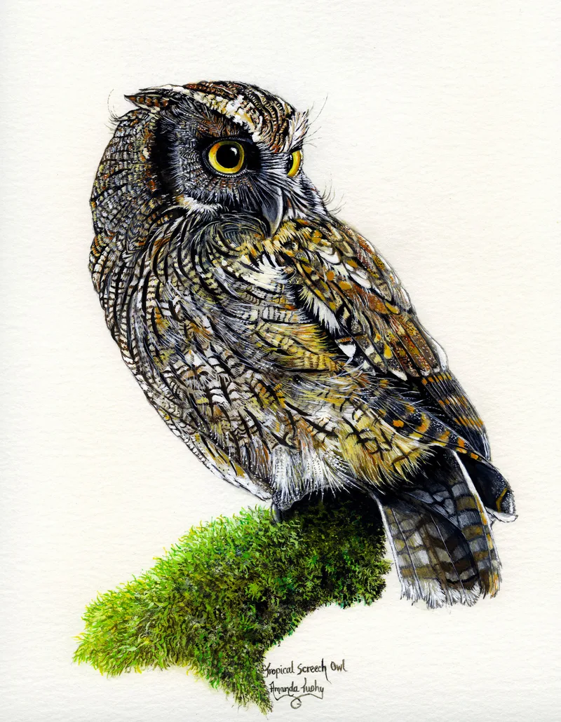 A tropical screech owl with yellow eyes and finely streaked brown, grey and gold feathers perches on a mossy branch and looks over its shoulder, on white paper.