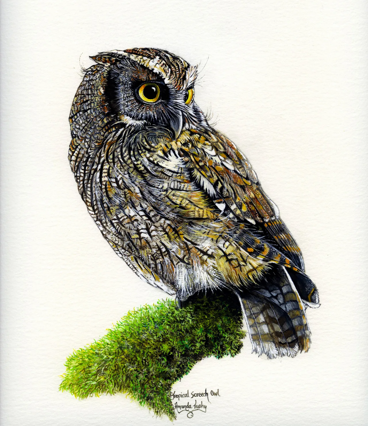 A tropical screech owl with yellow eyes and finely streaked brown, grey and gold feathers perches on a mossy branch and looks over its shoulder, on white paper.