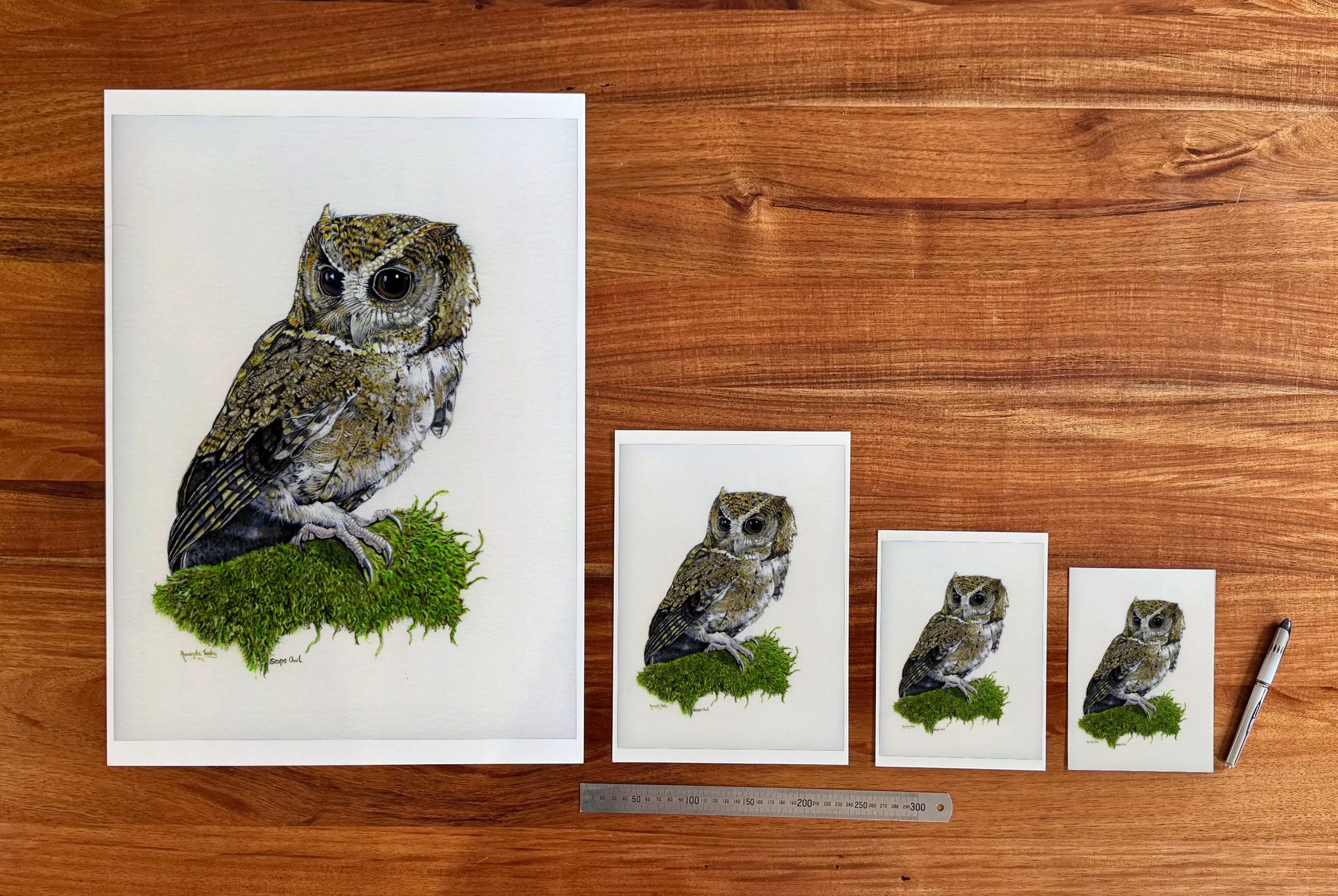 Owl Study 2 at each available size: A2 (420 × 594 mm), A4, A5 and 5 × 7 in (127 × 178 mm), beside a 30 cm ruler.
