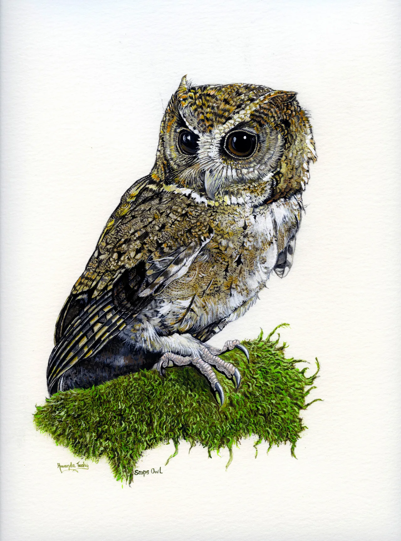 A small scops owl with large dark eyes, short ear tufts and finely mottled brown and grey feathers perches on a clump of green moss, on white paper.