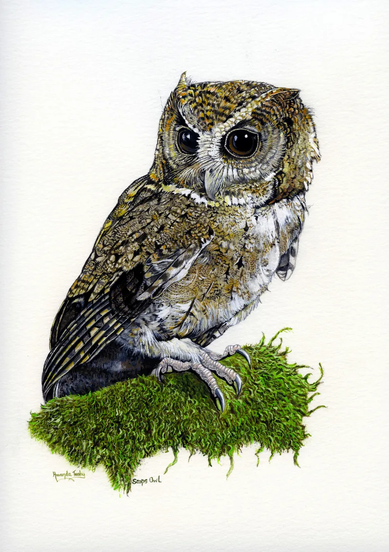 A small scops owl with large dark eyes, short ear tufts and finely mottled brown and grey feathers perches on a clump of green moss, on white paper.