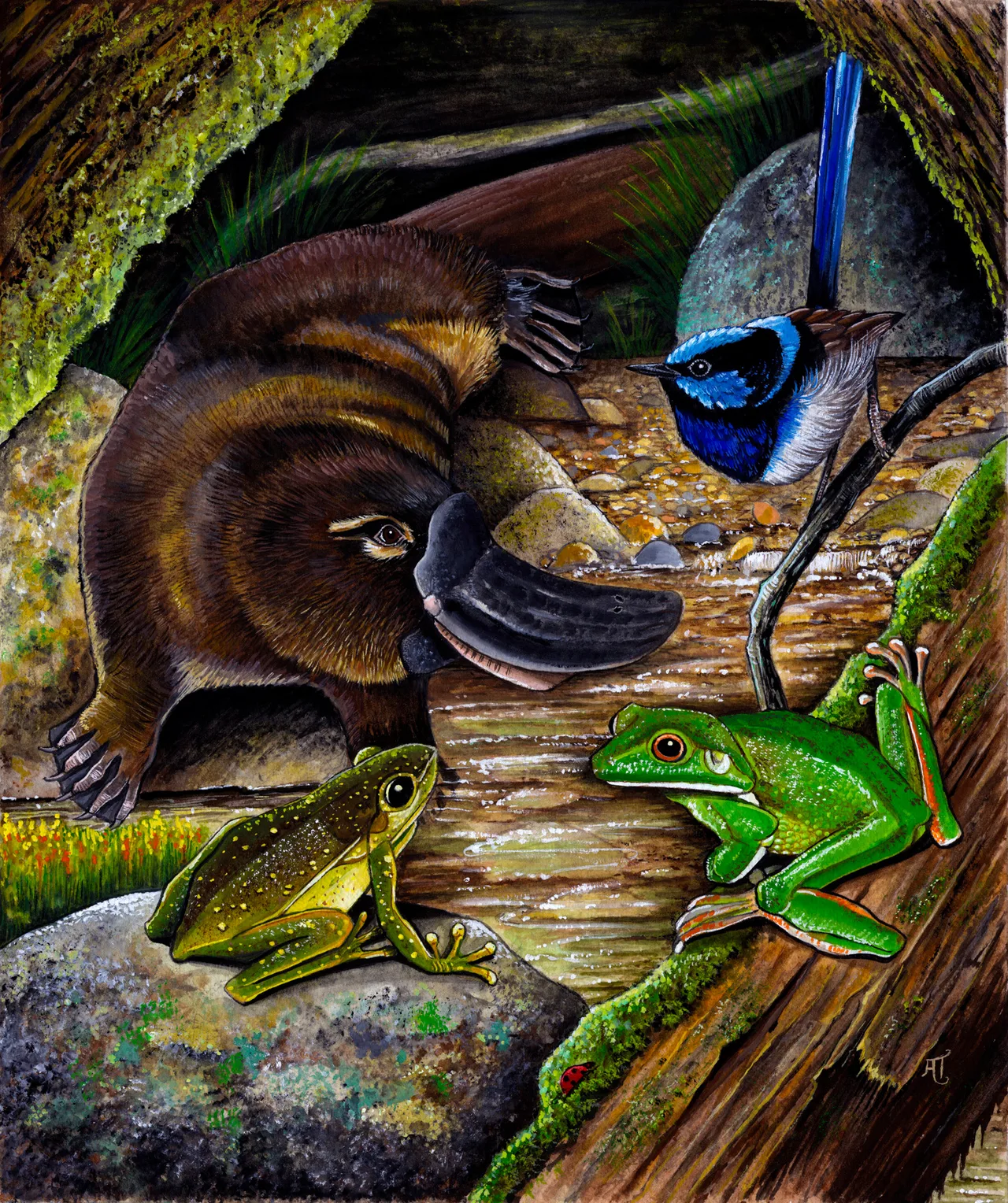 A platypus with a broad dark bill crouches by a shallow, pebbly creek, facing a bright green frog on a mossy log and an olive-green frog on a rock, while a wren with a bright blue head perches on a twig above.