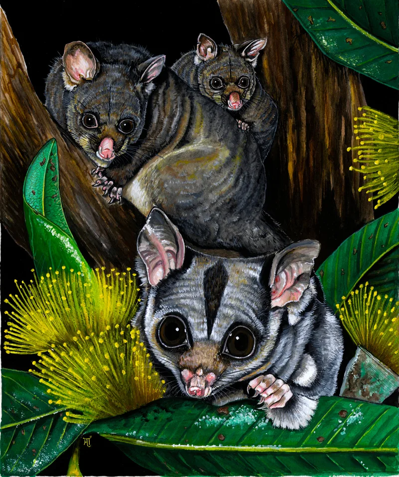 A brushtail possum with a baby on its back climbs a tree trunk above a sugar glider with large dark eyes, which peers over a glossy green leaf among yellow gum blossoms, against a black background.